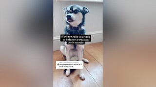 Reply to  what trick should we do next?! LearnOnTikTok dog dogtricks dogtraining pets