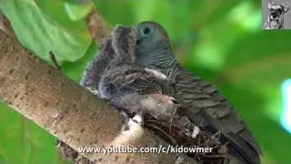 A beautiful ZEBRA DOVE tree nest