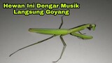 Belalang Sembah Suka Goyang Kalo Dengar Musik