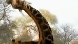 Giraffes fighting, one knocking down the other, lights out and then broke the neck 😮