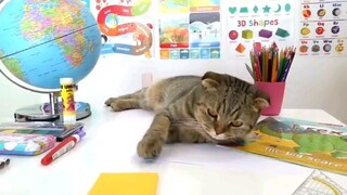 cat funny video