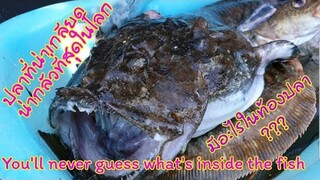 Monkfish มังค์ฟิช ปลาที่น่าเกลียด น่ากลัวที่สุดในโลก |  You’ll never guess what inside the fish