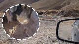 [Động vật]Cảnh chó Mastiff Tây Tạng giấu thịt