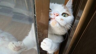 So Dramatic! 😺 Compilation of funny cats for a good mood!