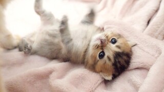 Kitten Kiki กำลังคุยกับแม่ของเธอ