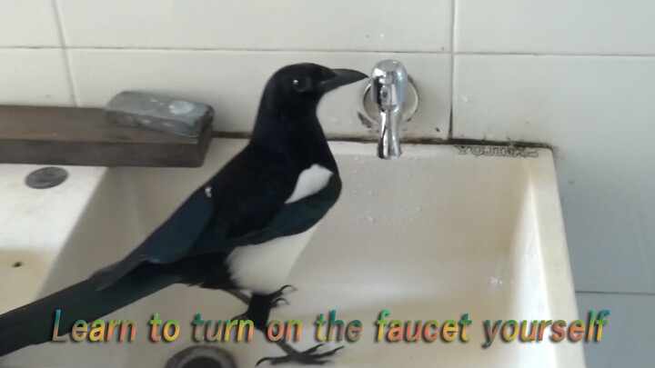 [Động vật] Chú chim hỉ thước được cứu nay đã biết hát biết mở vòi nước