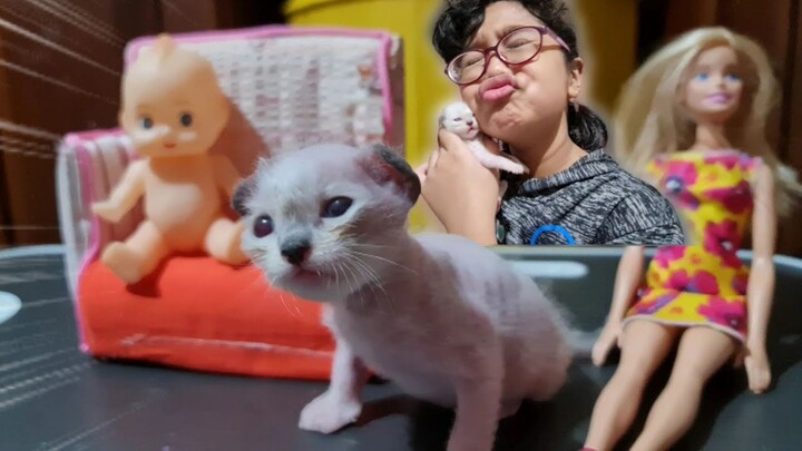 Eh Bayi Kucing Imut Diajak Hanum Bermain, so cute..❤️ Miss Cemplon