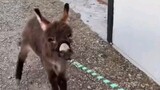 Little donkey, stubborn donkey
