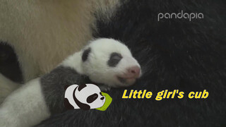 Panda Xiao Ya Tou: Panggilan Anakmu Terdengar Seperti Anak Manusia!