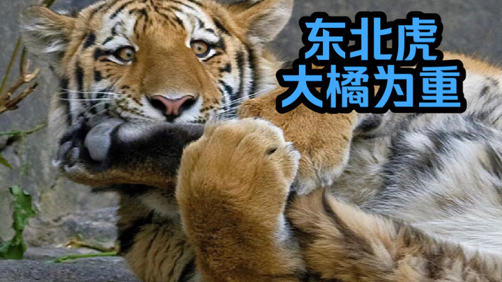 东北虎是如何圆润的！世界最大橘猫！不看你就草率了！