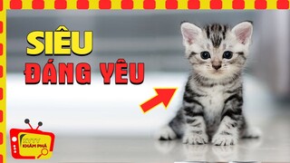 10 Giống Mèo Đẹp Nhất Hành Tinh ❤️ Siêu Dễ thương  trong Thế Giới Động Vật