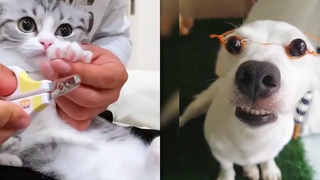 Top Funny Animals 🔴 Cute And Funny Dogs Videos Compilation - Perros Graciosos Vídeo Recopilación