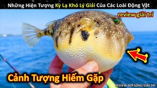 Những Hiện Tượng Khó Lý Giải Cực Kỳ Lạ Của Các Loài Động Vật || Review Giải Trí Đời Sống