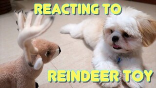 Cute Puppy's Reaction to Reindeer Stuff Toy