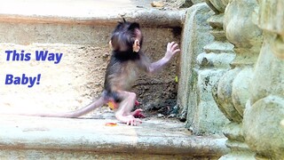 Oh Cool Baby Monkeys! Tiniest Baby Perform Well Plays Together And Look Very Lovely