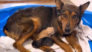 After Losing Her Puppies, Mama Dog Lost The Will To Live Until She Got Kittens