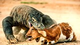 Komodo Is Very Greedy To Swallow Male Goat.