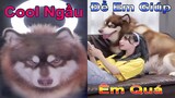 Dương KC | Ngáo Gia Gia Cool Ngầu | chó thông minh đáng yêu | cute smart dog pet | Thú Cưng TV