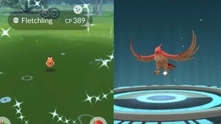 Shiny Fletchling learns Incinerate fast move when evolve into Talonflame