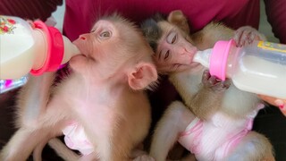 Refill More Power!! So adorable when little Toto & Yaya drinking milk together with peaceful