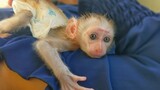 So smart monkey Luca tries to wake up Mom to comfort him, Luca is so an adorable baby monkey
