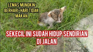 Anak kucing Kakinya Pincang Sedang Mencari Induknya Di Jalanan Dia Menangis Kelaparan..!