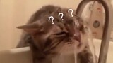 Video kompilasi kucing konyol yang minum air