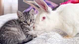 Baby Kitten is confused by meeting with Giant Rabbit