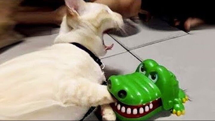 Pets that will make you scream from laughter - Bilibili Pets that will make you scream from laughter - Bilibili