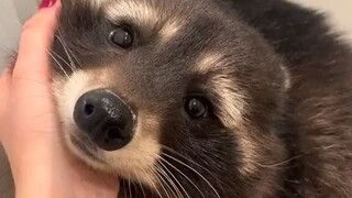 Nature is Amazing ☘️ on X- 'Who's the sweetest raccoon on the planet. 🦝 https--