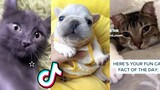 Cute Pet TikToks That Want Your Attention!