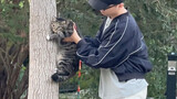 臭卷宝是世界上唯一只不会爬树的猫！