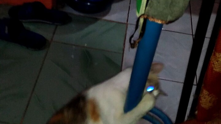 Alia kucing paling bikin gemes