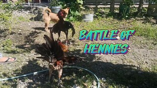 BLACK MCRAE HENNY VS TAZMANIAN BLUEFACE HATCH HENNY   SPAR!!     JRP BACKYARD