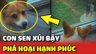 Chú CORGI bị con sen XÚI GIỤC đi PHÁ HOẠI hạnh phúc gia đình người lạ 😂 | Yêu Lu