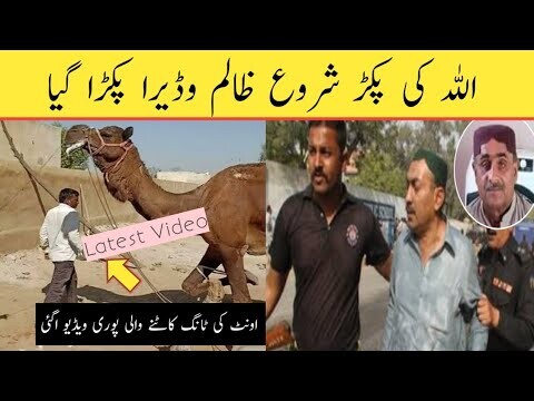 Aunth Per Zulm Karne Wale Zalim Wadery Ko Pakarlia Gaya Hai | Camel Leg Cut Viral Video Pakistan