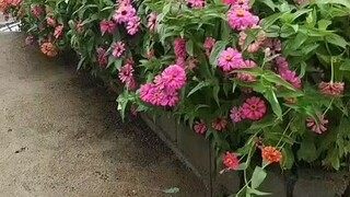 the flowers of love