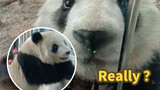 [Animals]Panda Panda Hi's cute reaction with tourists