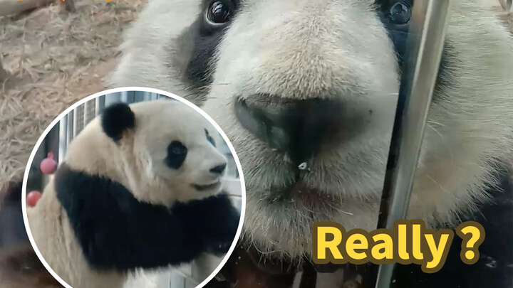 [Hewan] Reaksi lucu Panda Panda Hi dengan turis