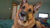 BEST OF Funniest German Shepherd Dog on Tiktok - Funny Dog Videos