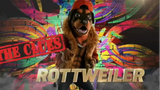 The Masked Singer Rottweiler All Clues Performances  Reveal