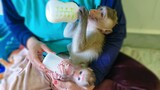 The Peaceful!! Tiny adorable Luca & Toto are happily drinking milk together