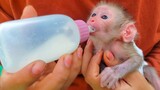 Milk Time!! Tiny adorable Luca is so refreshing, happy drinking milk outside the room