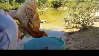 meme  Con gà luộc chuẩn bị lên mâm