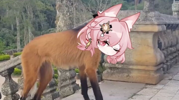 [Animal Ark] Precious images of the long-legged pink wolf in Jiyacheng