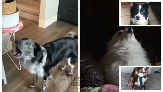 Comfort Chain but Dogs Sung It (Dogs Version Cover)