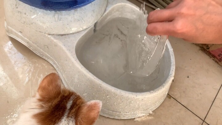[Mèo cưng] Trời lạnh tới mức cả nước trong nhà cũng đông đá
