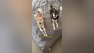 How does your dog show you their happy? LearnOnTikTok happy didyouknow