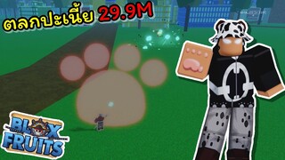 คุมะออกล่าค่าหัว แต่เจอ 29.9M เล่นมายากลให้ดู..!!! [Blox Fruits]