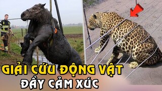 Khi Người Ta Giải Cứu Động Vật Vào Những Lúc Chúng Cần Giúp Đỡ | Tám Tới Tấp